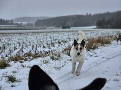 Zabava, Ostsibirischer Laika - Hündin