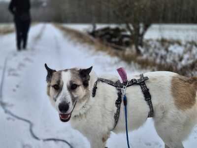 Zabava, Ostsibirischer Laika - Hündin