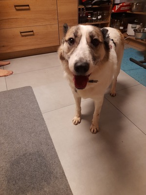 Zabava, Ostsibirischer Laika - Hündin