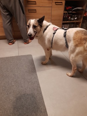 Zabava, Ostsibirischer Laika - Hündin