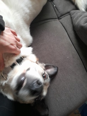 Zabava, Ostsibirischer Laika - Hündin