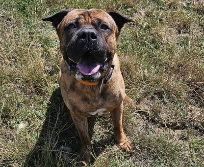 Zapato Boxer Mix Rüde sucht sein Zuhause, Boxer - Rüde