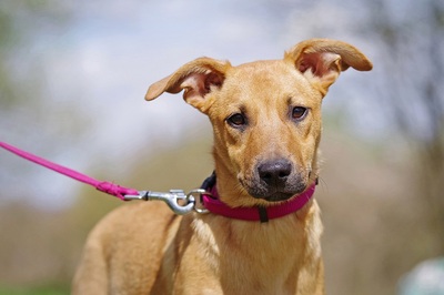 Zara, Mischling Welpen - Hündin