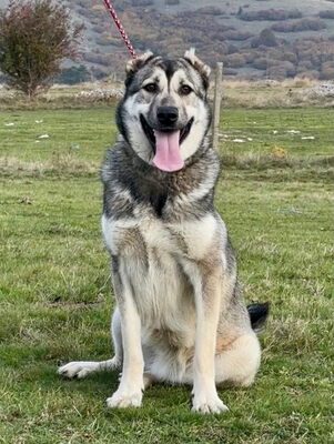 Zarra möchte bei IHNEN glücklich werden, Mischling - Hündin