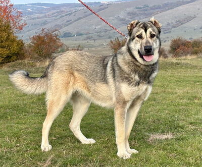 Zarra möchte bei IHNEN glücklich werden, Mischling - Hündin