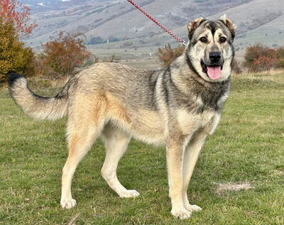 Zarra möchte bei IHNEN glücklich werden, Mischling - Hündin