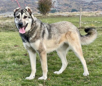 Zarra möchte bei IHNEN glücklich werden, Mischling - Hündin