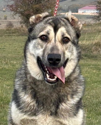 Zarra möchte bei IHNEN glücklich werden, Mischling - Hündin