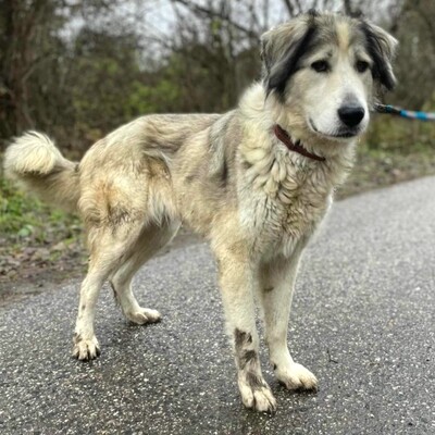 🌷Zatira sieht nicht nur äußerlich wunderschön aus sondern ihre freundliche Art und Persönlichkeit macht sie auch zu einem perfekten Hund🌺, Zentralasiatische-Schäferhund- Mischlingshündin - Hündin