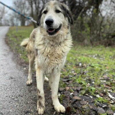 🌷Zatira sieht nicht nur äußerlich wunderschön aus sondern ihre freundliche Art und Persönlichkeit macht sie auch zu einem perfekten Hund🌺, Zentralasiatische-Schäferhund- Mischlingshündin - Hündin