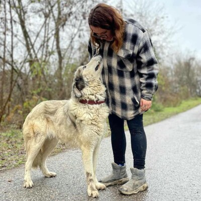 🌷Zatira sieht nicht nur äußerlich wunderschön aus sondern ihre freundliche Art und Persönlichkeit macht sie auch zu einem perfekten Hund🌺, Zentralasiatische-Schäferhund- Mischlingshündin - Hündin