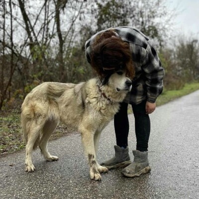 🌷Zatira sieht nicht nur äußerlich wunderschön aus sondern ihre freundliche Art und Persönlichkeit macht sie auch zu einem perfekten Hund🌺, Zentralasiatische-Schäferhund- Mischlingshündin - Hündin