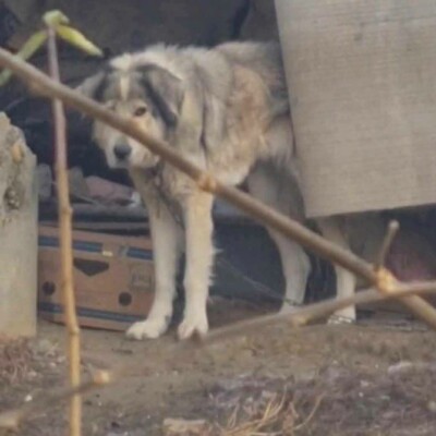 🌷Zatira sieht nicht nur äußerlich wunderschön aus sondern ihre freundliche Art und Persönlichkeit macht sie auch zu einem perfekten Hund🌺, Zentralasiatische-Schäferhund- Mischlingshündin - Hündin