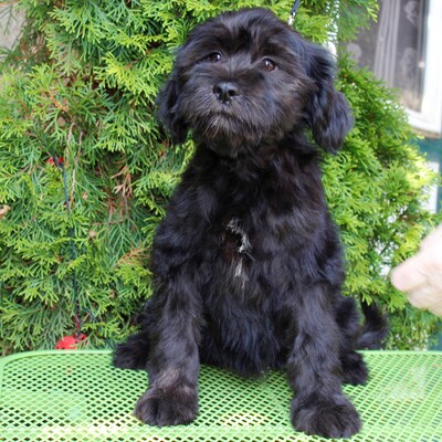 Zauberhafte Tibet Terrier Welpen (, weibl., Lamleh-Linie) aus VDH-Hobbyzucht, Tibet-Terrier - Hündin