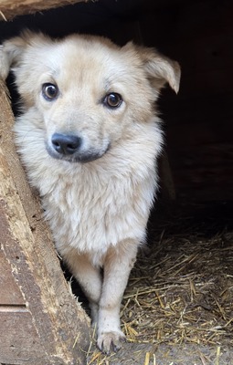 Zaubermaus, Mix - Hündin