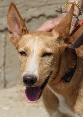 Zayn, Podenco Andaluz - Mix - Rüde