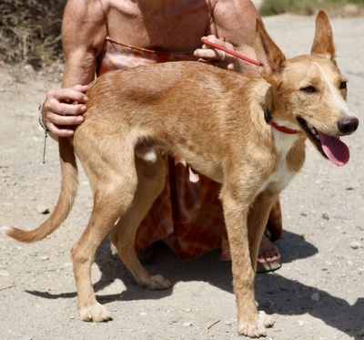 Zayn, Podenco Andaluz - Mix - Rüde