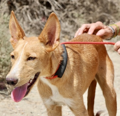 Zayn, Podenco Andaluz - Mix - Rüde