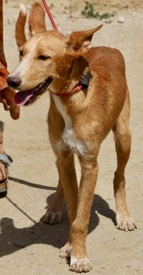 Zayn, Podenco Andaluz - Mix - Rüde