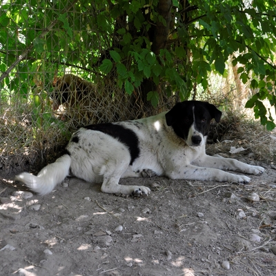 Zaza, Griechischer Schäferhund-Mischling - Hündin