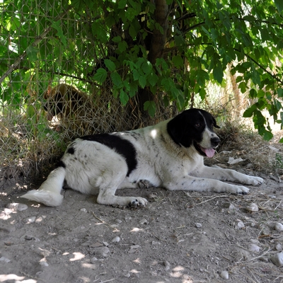 Zaza, Griechischer Schäferhund-Mischling - Hündin