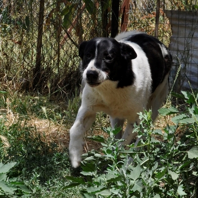 Zaza - bildhübsch und unwahrscheinlich lieb, Griechischer Schäferhund-Mischling - Hündin