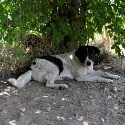 Zaza - bildhübsch und unwahrscheinlich lieb, Griechischer Schäferhund-Mischling - Hündin