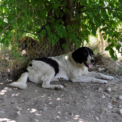 Zaza - bildhübsch und unwahrscheinlich lieb, Griechischer Schäferhund-Mischling - Hündin