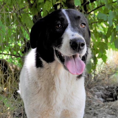 Zaza - bildhübsch & unwahrscheinlich lieb 😍, Griechischer Schäferhund Mix - Hündin