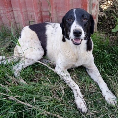 Zaza - bildhübsch & unwahrscheinlich lieb 😍, Griechischer Schäferhund Mix - Hündin