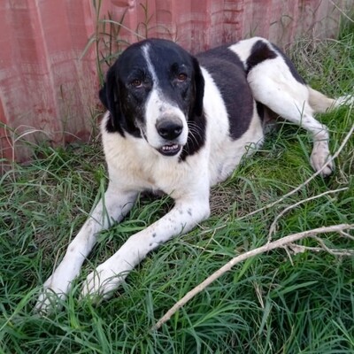 Zaza - bildhübsch & unwahrscheinlich lieb 😍, Griechischer Schäferhund Mix - Hündin