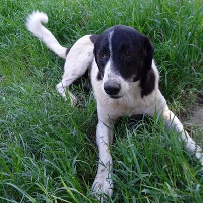 Zaza - bildhübsch & unwahrscheinlich lieb 😍, Griechischer Schäferhund Mix - Hündin