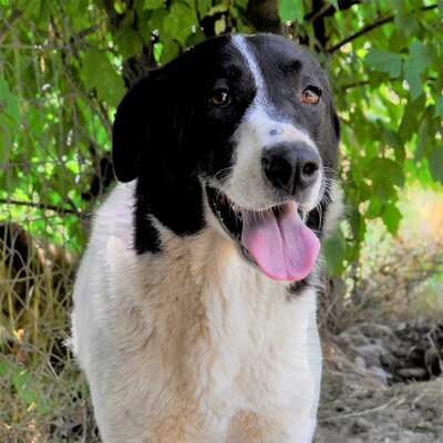 Zaza - bildhübsch & unwahrscheinlich lieb 😍, Griechischer Schäferhund Mix - Hündin