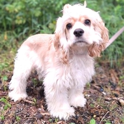❤️Zebo American Cocker Spaniel  ist ein äußerst freundlicher, liebenswerter Welpe mit einem riesigen Herzen❤️