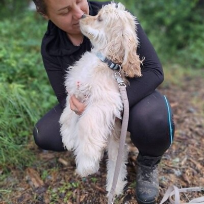 ❤️Zebo American Cocker Spaniel ist ein äußerst freundlicher, liebenswerter Welpe mit einem riesigen Herzen❤️, Amerikanischer Cockerspaniel Welpen - Rüde