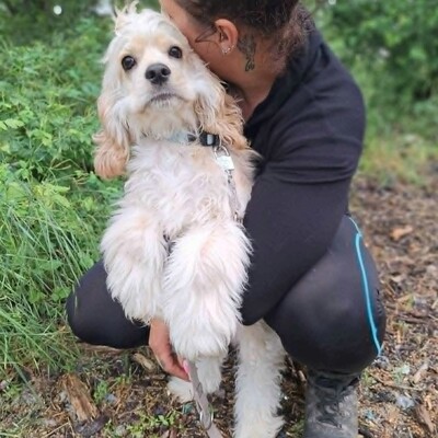 ❤️Zebo American Cocker Spaniel ist ein äußerst freundlicher, liebenswerter Welpe mit einem riesigen Herzen❤️, Amerikanischer Cockerspaniel Welpen - Rüde