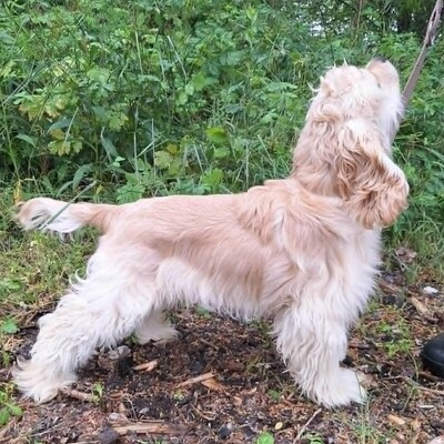 ❤️Zebo American Cocker Spaniel ist ein äußerst freundlicher, liebenswerter Welpe mit einem riesigen Herzen❤️, Amerikanischer Cockerspaniel Welpen - Rüde