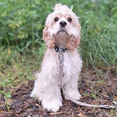 ❤️Zebo American Cocker Spaniel ist ein äußerst freundlicher, liebenswerter Welpe mit einem riesigen Herzen❤️, Amerikanischer Cockerspaniel Welpen - Rüde