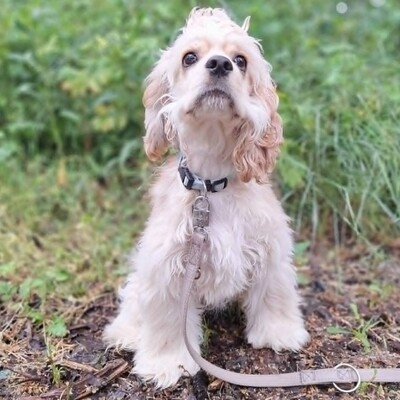 ❤️Zebo American Cocker Spaniel ist ein äußerst freundlicher, liebenswerter Welpe mit einem riesigen Herzen❤️, Amerikanischer Cockerspaniel Welpen - Rüde