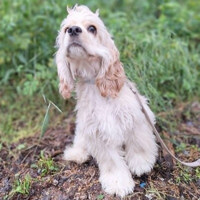❤️Zebo American Cocker Spaniel ist ein äußerst freundlicher, liebenswerter Welpe mit einem riesigen Herzen❤️, Amerikanischer Cockerspaniel Welpen - Rüde