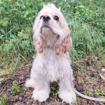 ❤️Zebo American Cocker Spaniel ist ein äußerst freundlicher, liebenswerter Welpe mit einem riesigen Herzen❤️, Amerikanischer Cockerspaniel Welpen - Rüde