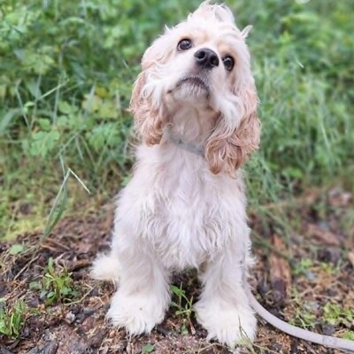 ❤️Zebo American Cocker Spaniel ist ein äußerst freundlicher, liebenswerter Welpe mit einem riesigen Herzen❤️, Amerikanischer Cockerspaniel Welpen - Rüde