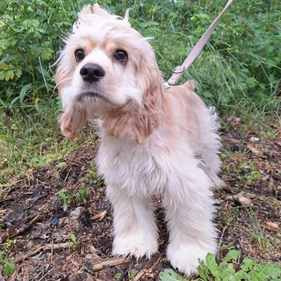 ❤️Zebo American Cocker Spaniel ist ein äußerst freundlicher, liebenswerter Welpe mit einem riesigen Herzen❤️, Amerikanischer Cockerspaniel Welpen - Rüde