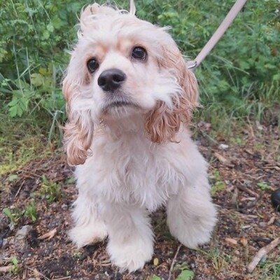 ❤️Zebo American Cocker Spaniel ist ein äußerst freundlicher, liebenswerter Welpe mit einem riesigen Herzen❤️, Amerikanischer Cockerspaniel Welpen - Rüde