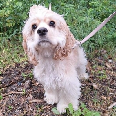 ❤️Zebo American Cocker Spaniel ist ein äußerst freundlicher, liebenswerter Welpe mit einem riesigen Herzen❤️, Amerikanischer Cockerspaniel Welpen - Rüde