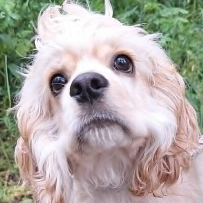 ❤️Zebo American Cocker Spaniel ist ein äußerst freundlicher, liebenswerter Welpe mit einem riesigen Herzen❤️, Amerikanischer Cockerspaniel Welpen - Rüde