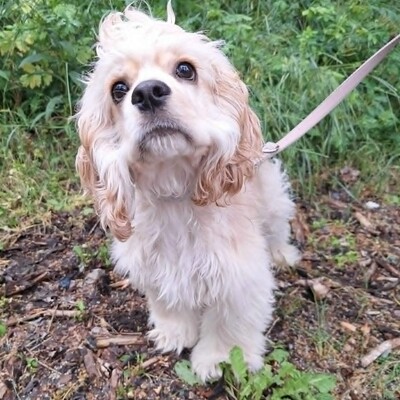 ❤️Zebo American Cocker Spaniel ist ein äußerst freundlicher, liebenswerter Welpe mit einem riesigen Herzen❤️, Amerikanischer Cockerspaniel Welpen - Rüde