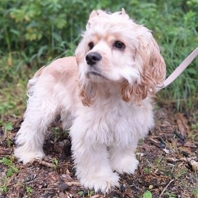 ❤️Zebo American Cocker Spaniel ist ein äußerst freundlicher, liebenswerter Welpe mit einem riesigen Herzen❤️, Amerikanischer Cockerspaniel Welpen - Rüde