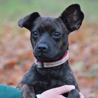 Zelda ist ein Glücksgriff für jede Familie...., Welpen - Hündin