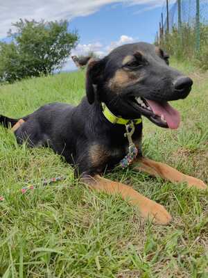 Zeller super liebe Hündin sucht Dich, Mischling Welpen - Hündin